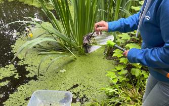 Unser Schulteich genau unter der Lupe
