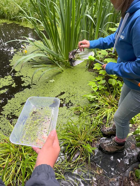 Unser Schulteich genau unter der Lupe