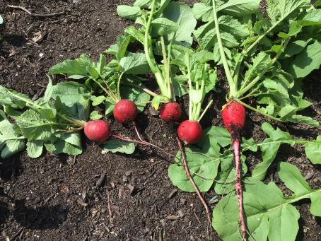 ...Radieschen sprießen!